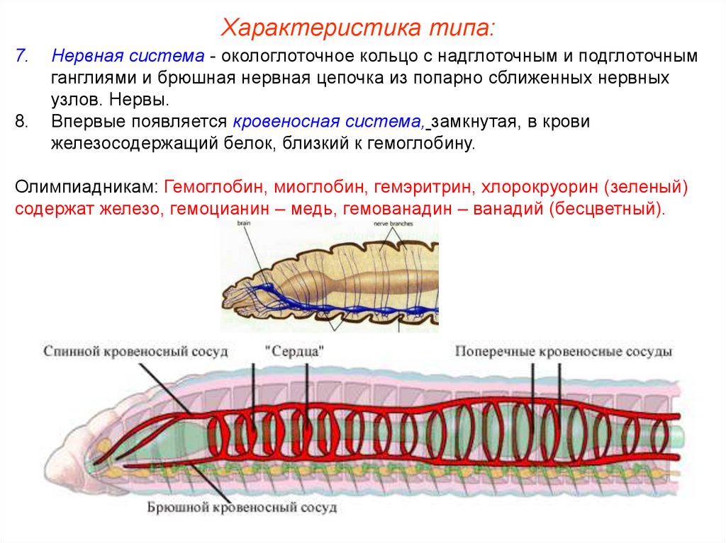Какую функцию выполняет брюшная нервная цепочка. Нервная система кольчатых червей. Половая система кольчатых червей 7. Брюшная нервная система у кольчатых червей. Тип кольчатые черви Annelida.