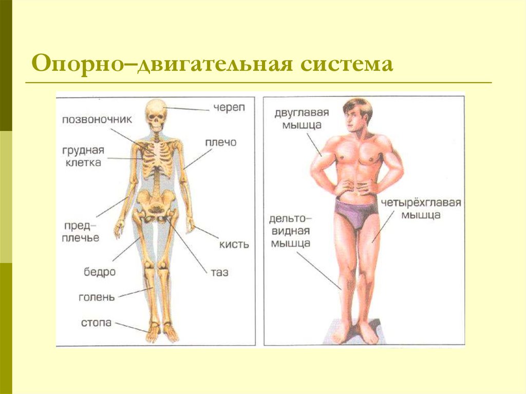 Части тела человека впр 4 класс окружающий