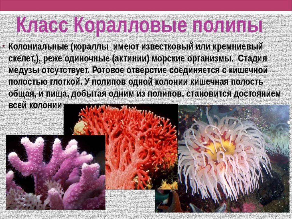 Что такое прикрепленный образ жизни в биологии. Кораллы полипы Кишечнополостные. Колониальные коралловые полипы представители. Коралловые полипы колониальные организмы. Строение коралловых полипов кишечнополостных.