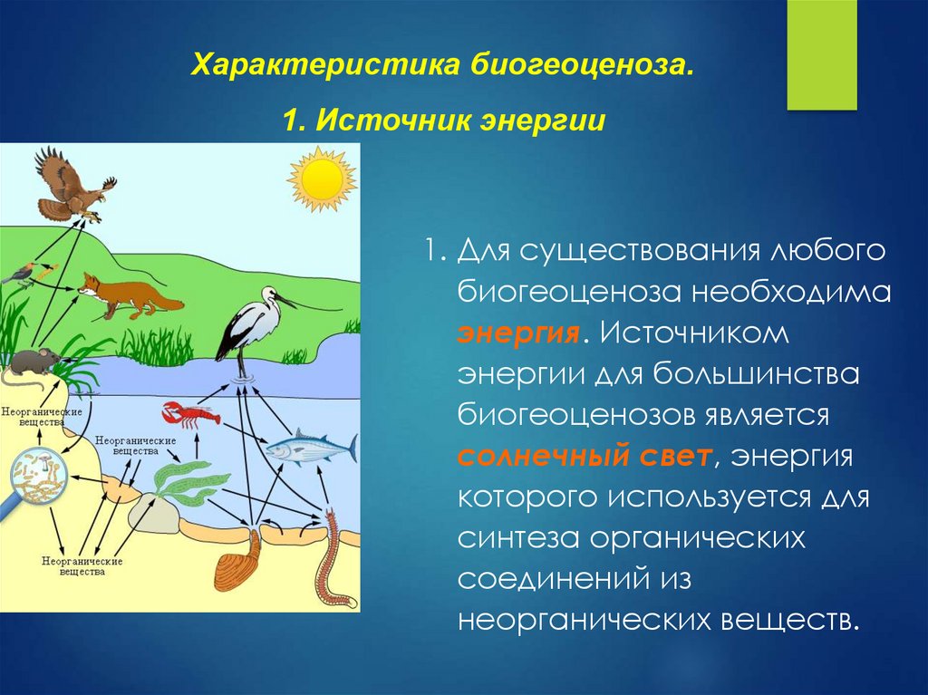 Какие вещества источник энергии. Источники энергии в экосистеме. Источник энергии биогеоценоза. Энергия в экосистемах. Первоначальный источник энергии в экосистеме.