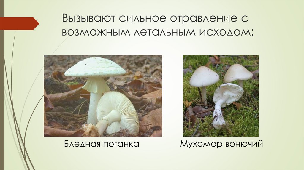 Выберите признак характерный для грибов