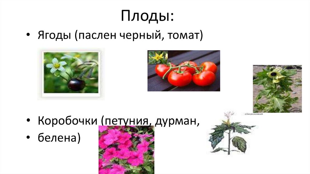 Семейства пасленовые и бобовые семейство сложноцветные 6 класс презентация