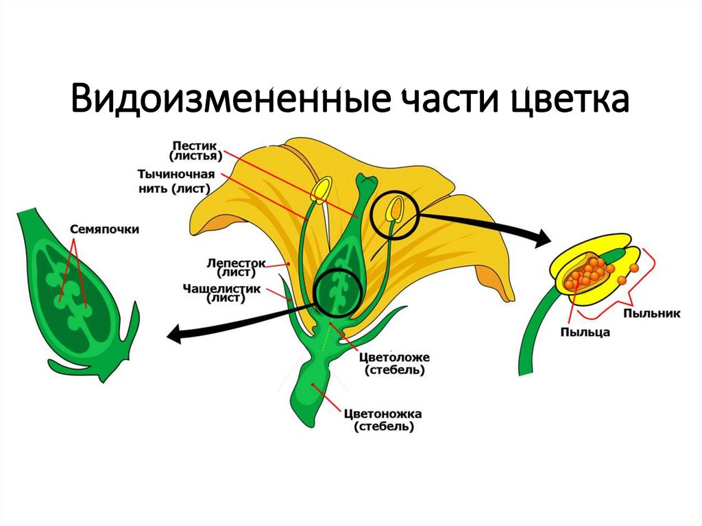 Строение цветка помидора схема