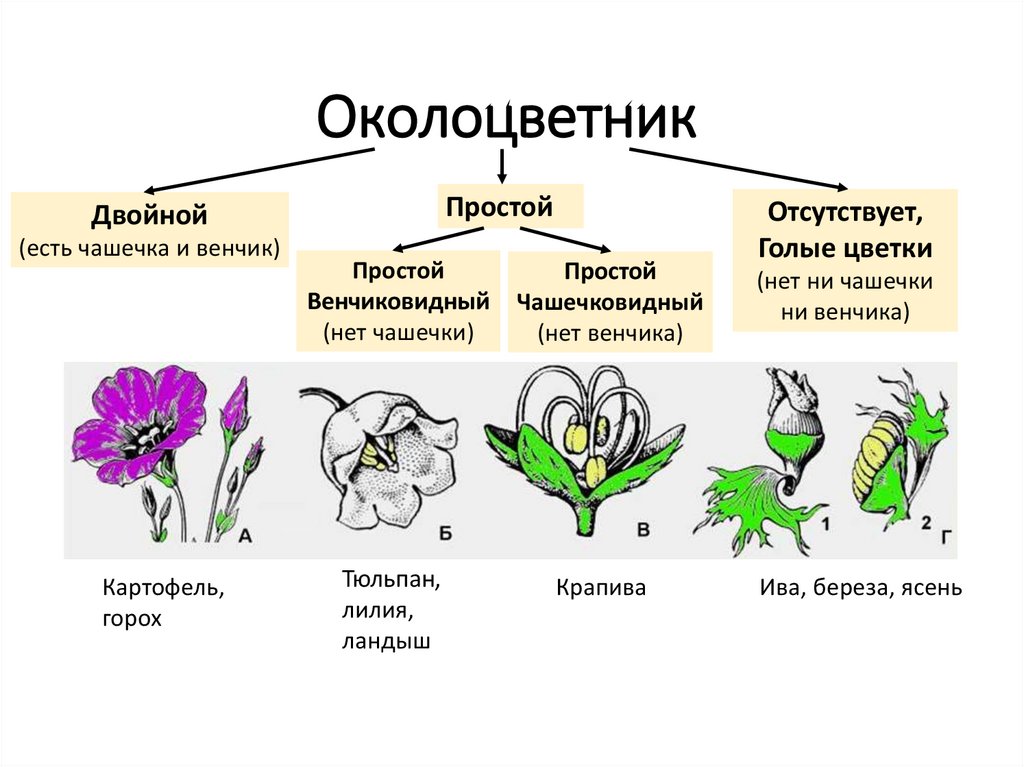 Выраженные чашечку и венчик