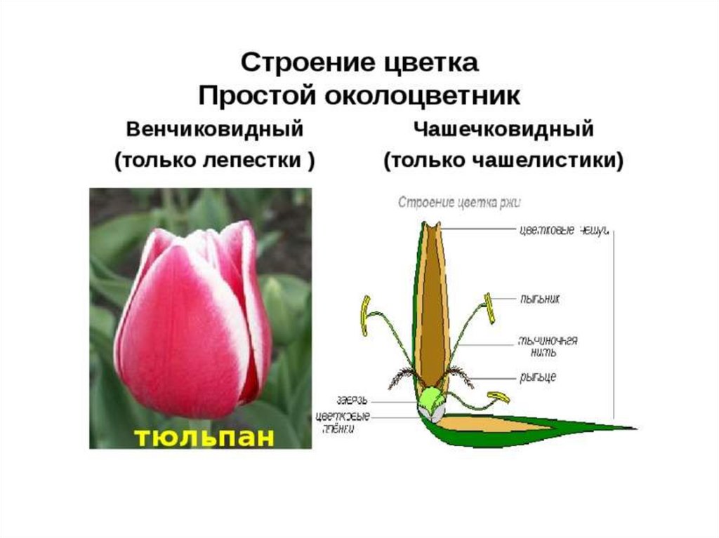 Какой околоцветник у растений. Околоцветник простой венчиковидный чашечковидный. Тип околоцветника у тюльпана. Строение цветка околоцветник. Строение околоцветника тюльпана.