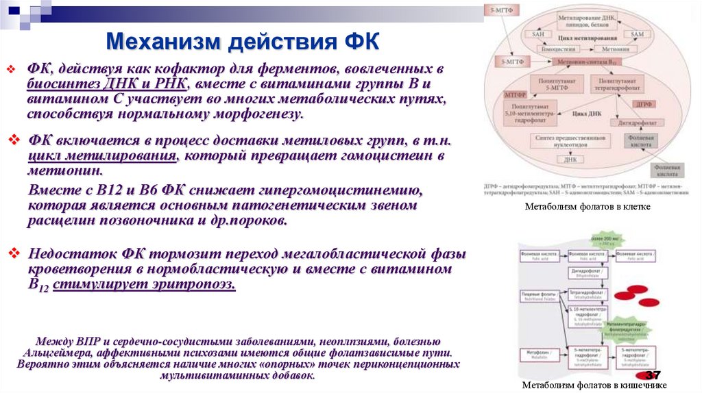 Профилактика наследственной и врожденной патологии презентация