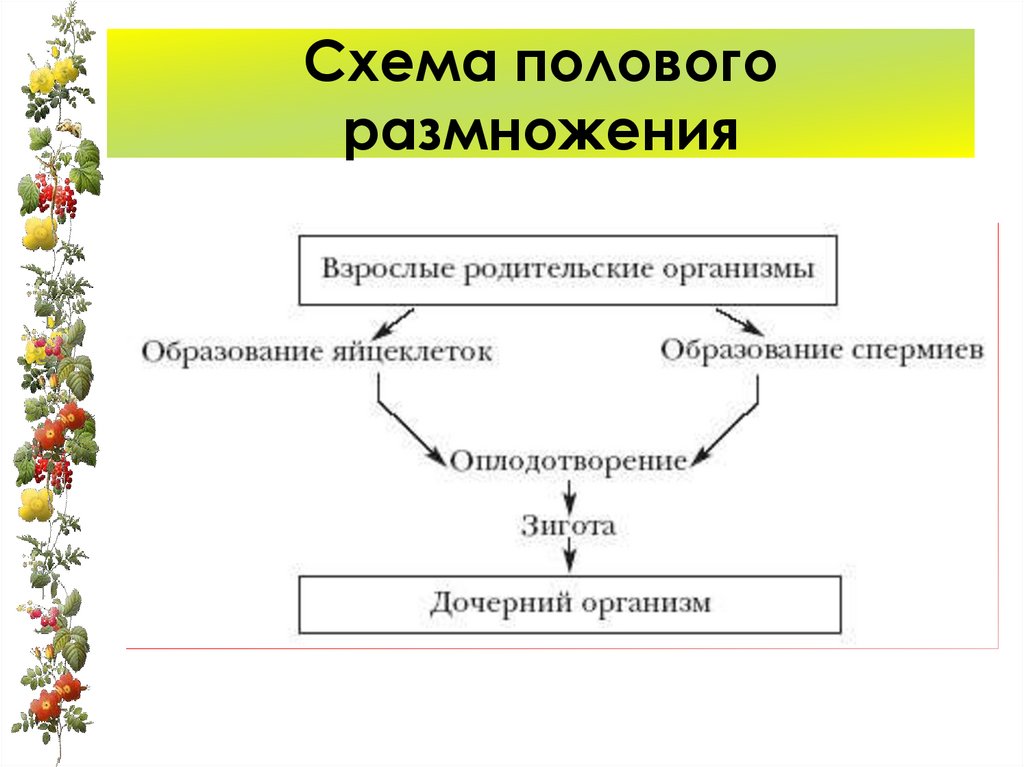 Половое размножение растений биология 6 класс презентация