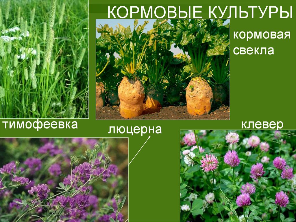 Кормовые культуры картинки