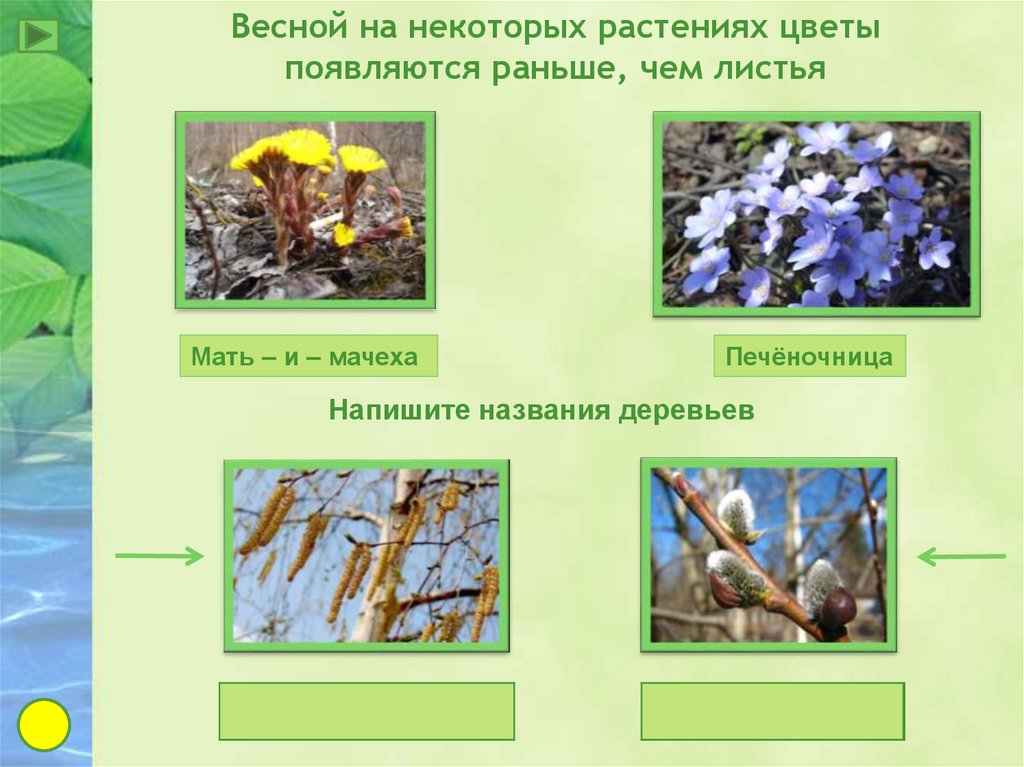 Какие растения появились раньше. Растения весной презентация. Весенние явления в жизни растений рисунок.