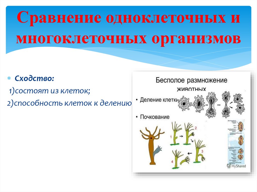 Организм единое целое 10 класс презентация