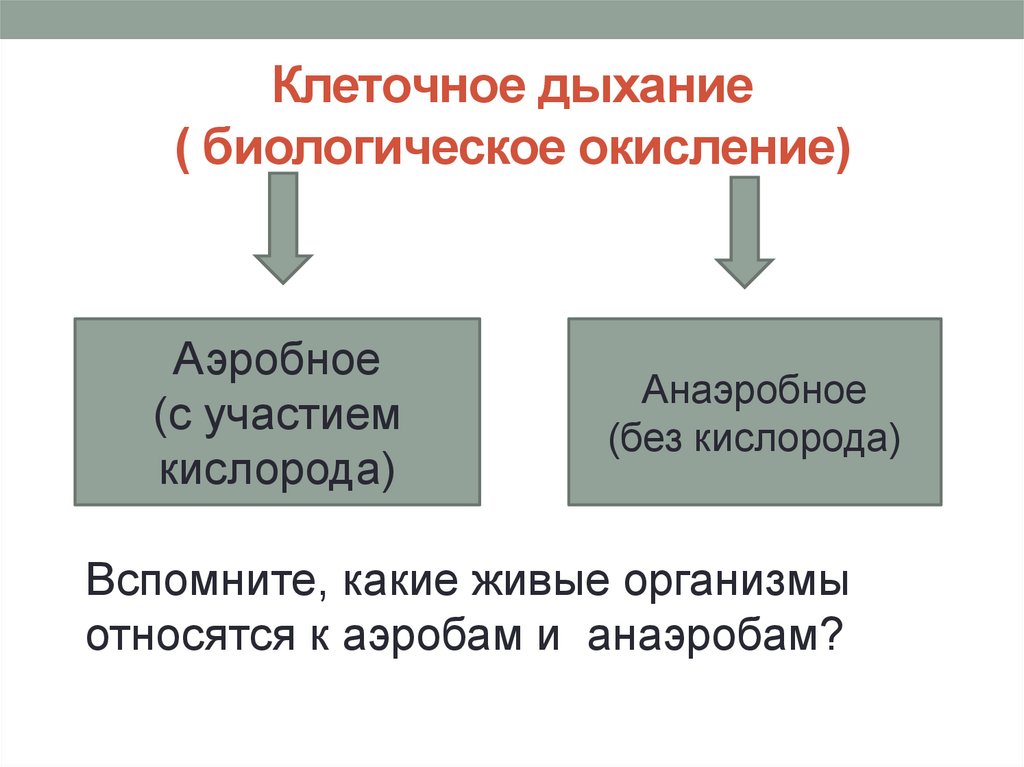 Рассмотрите рисунок на котором представлена схема клеточного дыхания