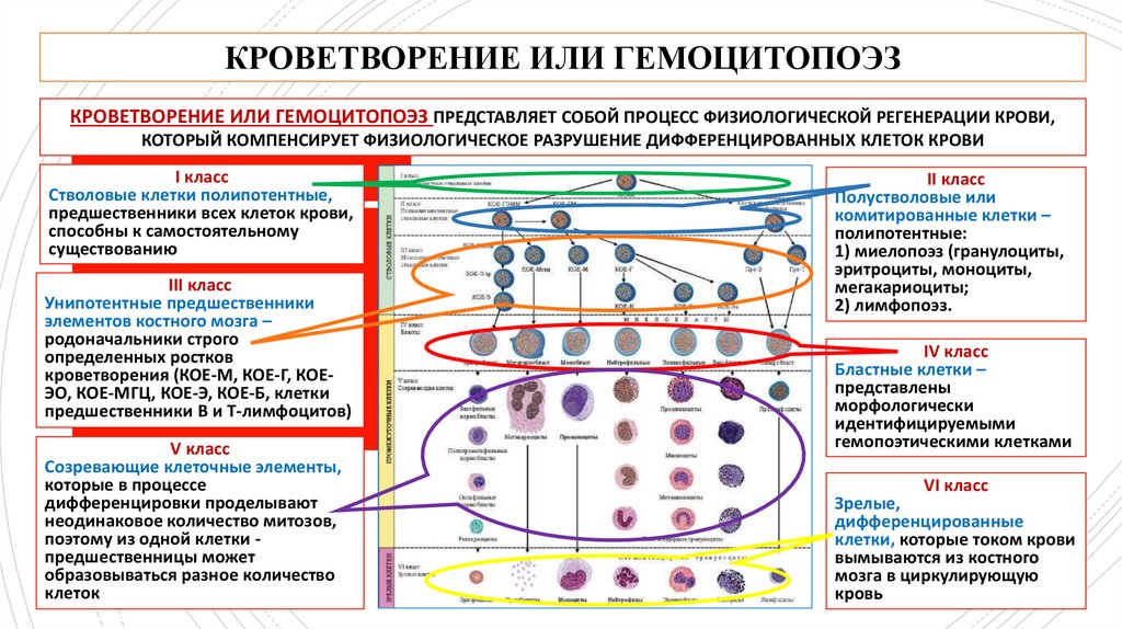 Схема кроветворения человека