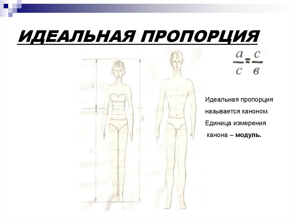 Идеальные пропорции женского тела. Идеальные человеческие пропорции. Идеальные пропорции тела человека. Идеальные женские пропорции. Идеальные пропорции тела женщины.