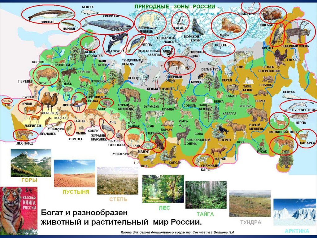 Природные зоны россии для дошкольников картинки