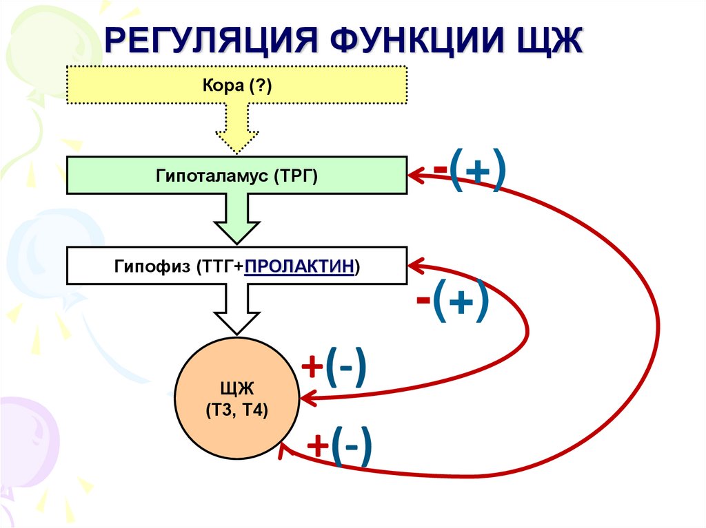 Регуляция функций надпочечников