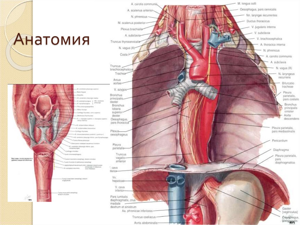 Пищевод и трахея расположение. Топография пищевода анатомия. Синтопия брюшной части пищевода. Синтопия грудной части пищевода. Синтопия пищевода анатомия.