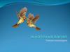 Биотехнологии. Генная инженерия