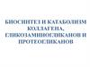 Биосинтез и катаболизм коллагена, гликозаминогликанов и протеогликанов