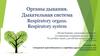 Органы дыхания. Дыхательная система Respiratory organs. Respiratory system