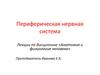 Периферическая нервная система человека