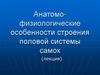 Анатомо-физиологические особенности строения половой системы самок