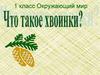 Что такое хвоинки?