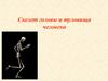 Скелет головы и туловища человека