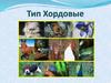 Тип Хордовые