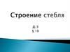 Строение стебля