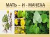 Мать - и - мачеха