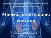 Мочевыделительная система