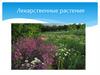 Лекарственные растения