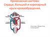 Кровеносная система: Сердце, большой и коронарный круги кровообращения