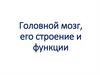 Головной мозг, его строение и функции