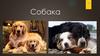 Собака