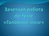 Головной мозг