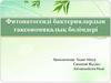 Фитопатогенді бактериялардың таксономикалық бөлімдері