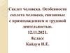 Скелет человека. Особенности скелета человека, связанные с прямохождением и трудовой деятельностью