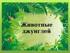 Животные джунглей (для дошкольников)