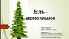 Ель - дерево предков