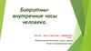 Биоритмы - внутренние часы человека