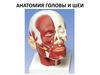 Анатомия головы и шеи