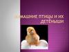 Домашние птицы и их детёныши