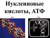 Нуклеиновые кислоты, АТФ