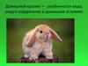 Домашний кролик