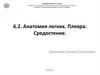 Анатомия легких. Плевра. Средостение