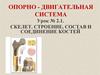 Опорно - двигательная система. Урок № 2.1. Скелет. Строение, состав и соединение костей