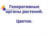 Генеративные органы растений. Цветок