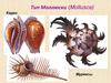 Тип Моллюски (Mollusca)