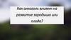 Как алкоголь влияет на развитие зародыша или плода?